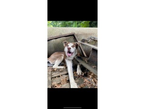Orijinal husky