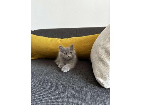 2 aylık gri british shorthair yavru