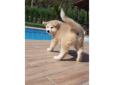Japon akita ınu yavrulari istanbul