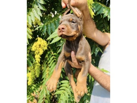 Kaliteli doberman yavrular