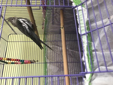 Sağlıklı ele alışık 6 aylık erkek kafes dahil sultan papağan