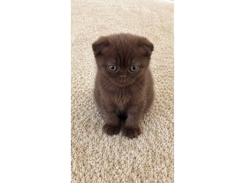 Özel renk çikolata scottish fold
