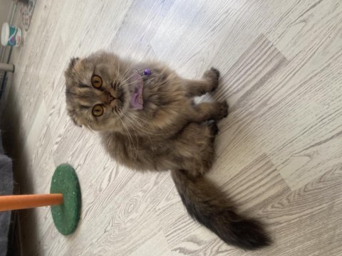 Dişi scottish fold kedime eş arıyorum