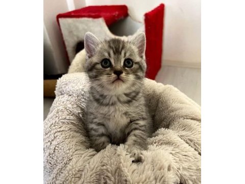 Minik dostlar british shorthair
