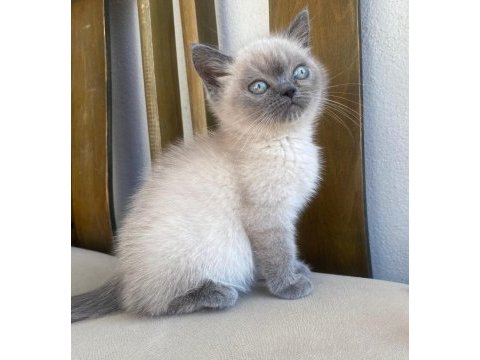 Blue point british shorthair bebekler