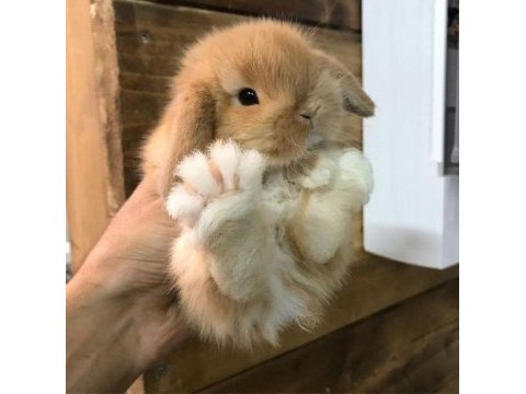 Sarı/ karamel hollanda lop yavru tavşan