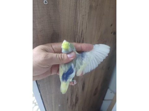 Forpus papağanlarımız