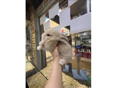 Hollanda lop tavşanlar