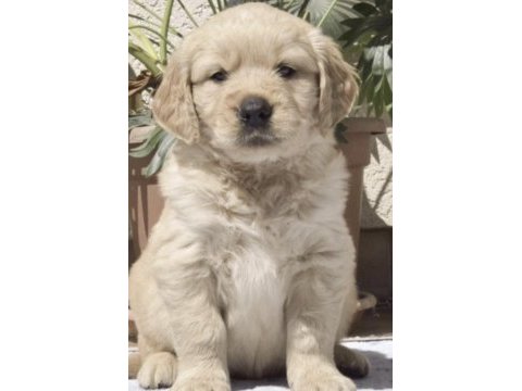 Golden retriever köpeği