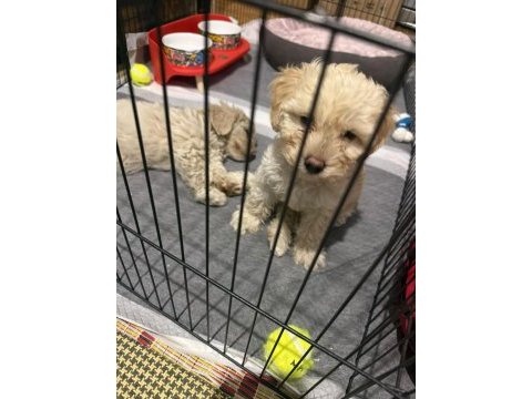 Maltipoo kalite yavrular ırk sağlık garantili