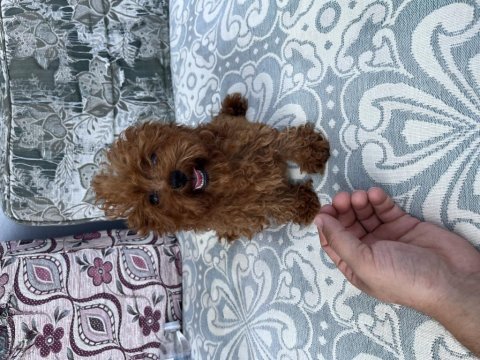Kore toy poodle