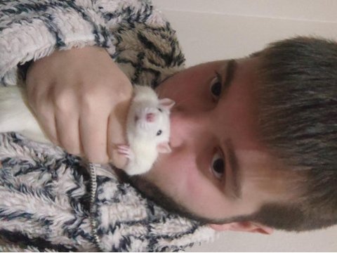 Rat faresi insana çok alışık