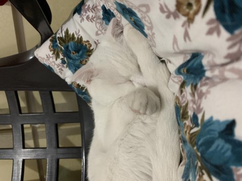 Scottish fold 1.5 yaşında