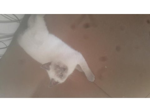 Sahiplendirme british shorthair