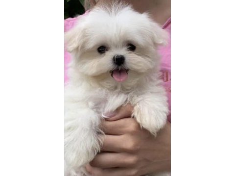 Yavru maltipoo yavrularımız