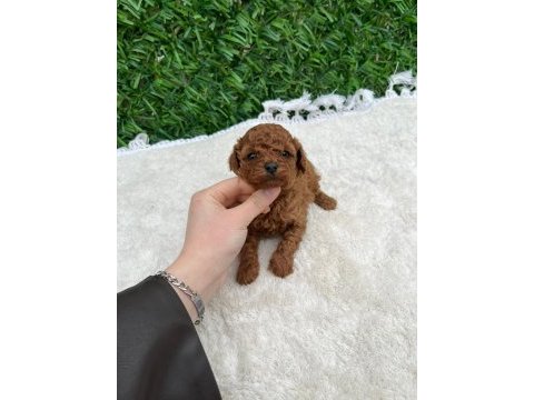 Toy poodle baby