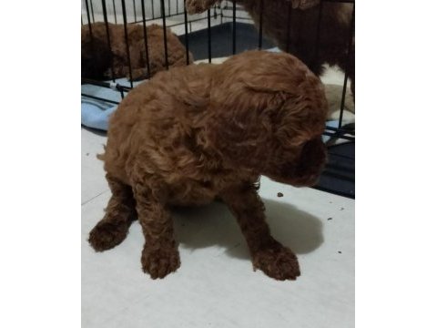 Şecereli red brown kore toy poodle yavruları