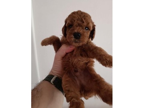 Toy poodle yavrularımız