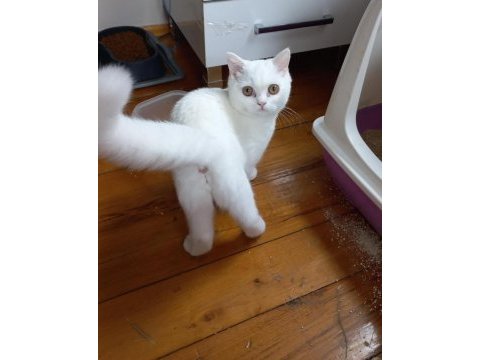 3,5 aylık dişi british shorthair