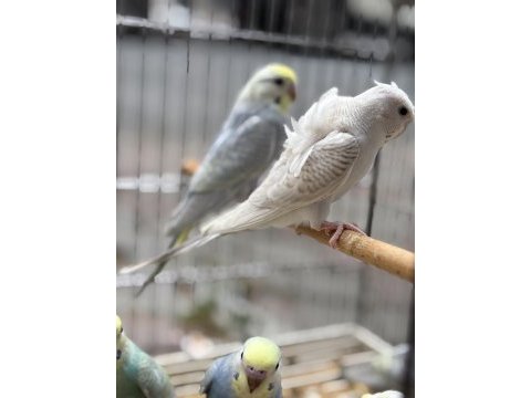 Muhabbet hint bülbüllü java ispinozu yavru takımlari