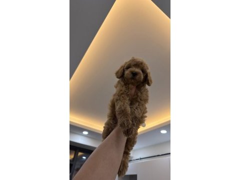 2 aylık poodle yavruları