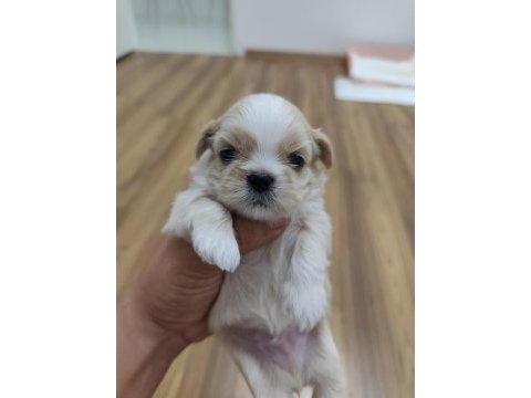 0 numara orijinal safkan şecereli shih tzu yavruları 3 erkek