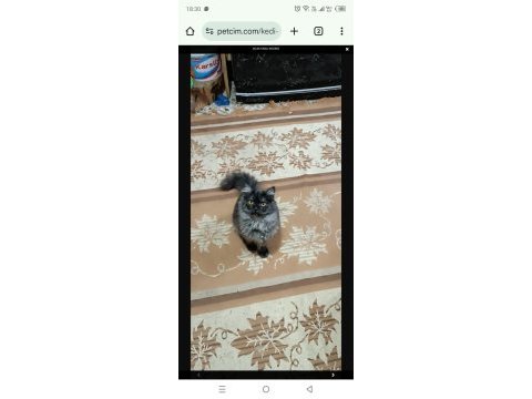British longhair kedim