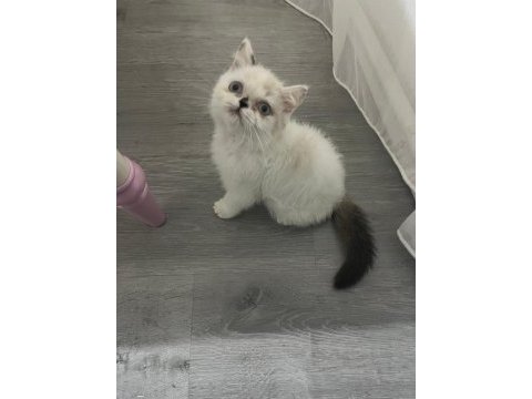 Exotic shorthair safkan
