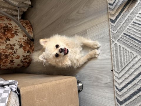 En uygun aşılı güzel pomeranian