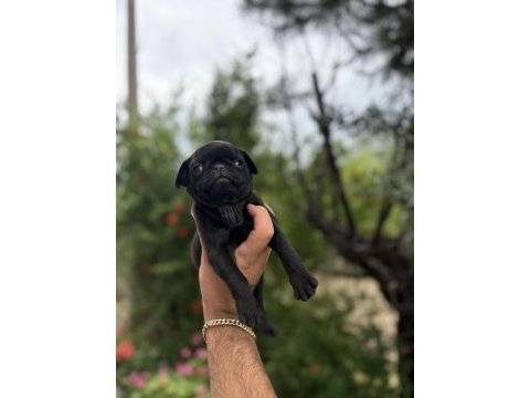 68 günlük pink carrier pug mops bebekler dişi-erkek