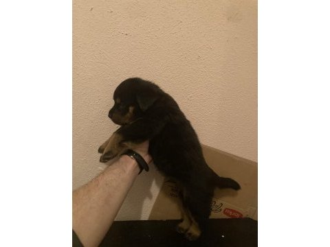 2 erkek ve 3 dişi safkan macar koca kafa rottweiler köpekler
