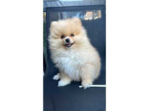 Aile aranıyor: sevimli pomeranian yavrusu cookie