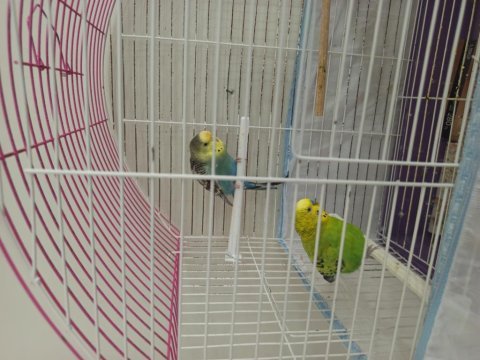 Muhabbet kuşu evcil çift