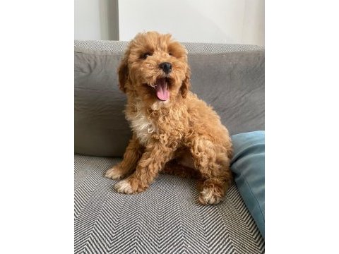 Maltipoo bebeklerimiz