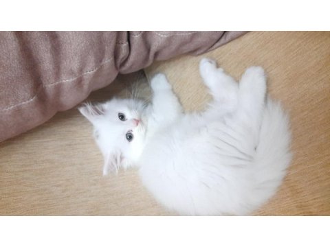 Pamuk kedimiz simba mi kim ister