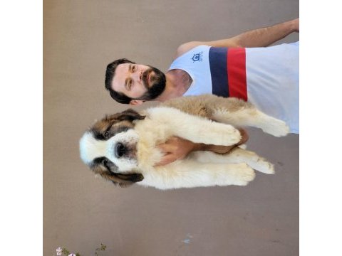 Safkan ırk garantili fci şecereli st bernard yavrular