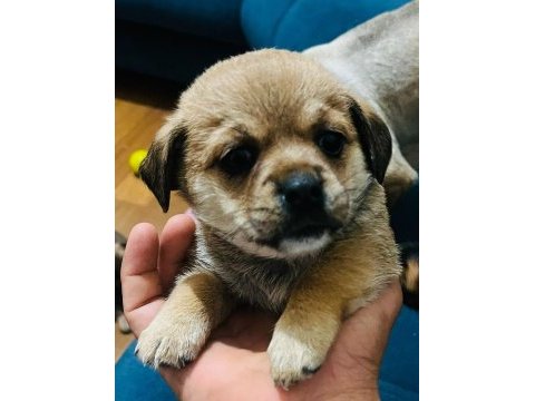 6 aylık ırkının tüm özelliklerini taşıyan pinscher