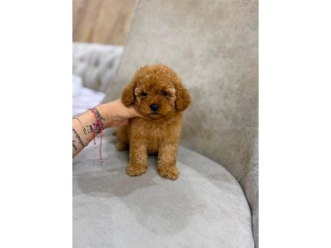 Toy poodle minik yavrular
