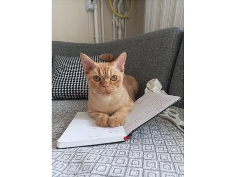 Kedimiz tarçın yeni yuvasını arıyor