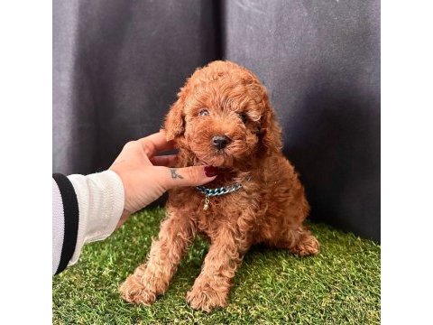 Sevimli toy poodle yavrularımız