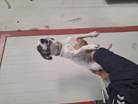 Manken jack russell kızımız