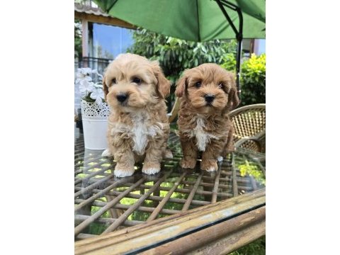 Küt burun turuncu renk maltipoo yavrular