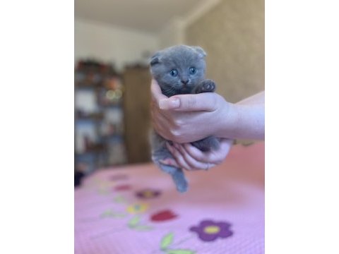 Acil sahiplendirmek istiyorum kedimizi
