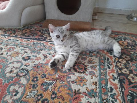 British shorthair yavrular