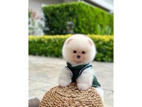 Mini boy büyümeyen ırk pomeranian boo