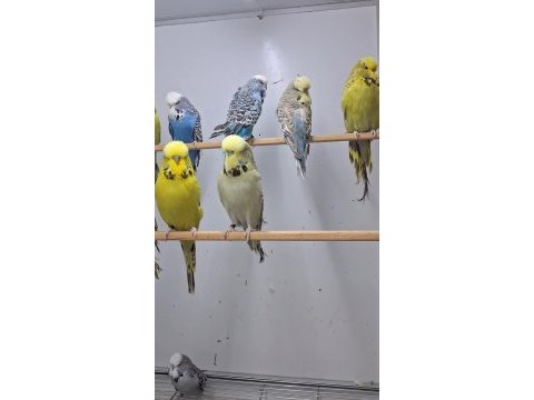 Show jumbo muhabbet kuşları