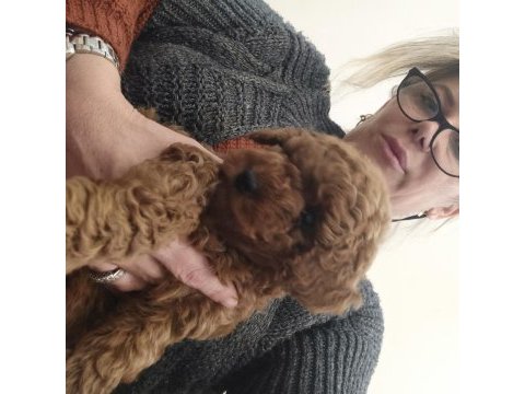 Son kız poodle bebişimiz