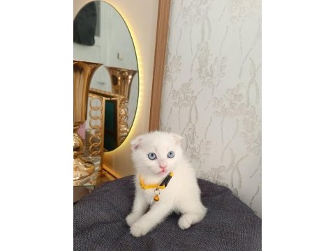 Anne baba scrli top kafa scottish fold kar beyaz yavrular