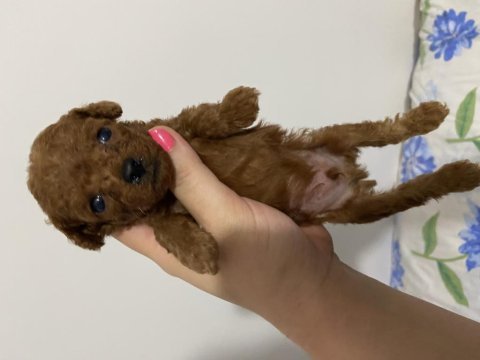 Toy poodle bebekler