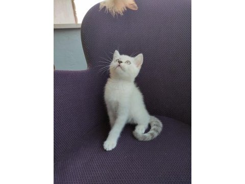 Misket gözlü british shorthair evlat